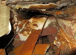 dry rot